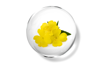 Evening Primrose oil