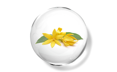 Ylang Ylang Essential Oil