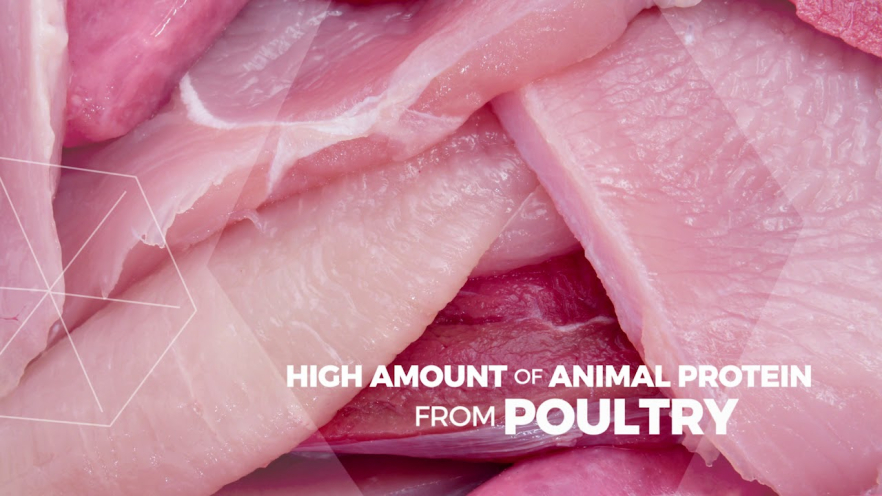 Video HIQ dry food for adult dogs of small breeds with salmon 1.8 kg - 1