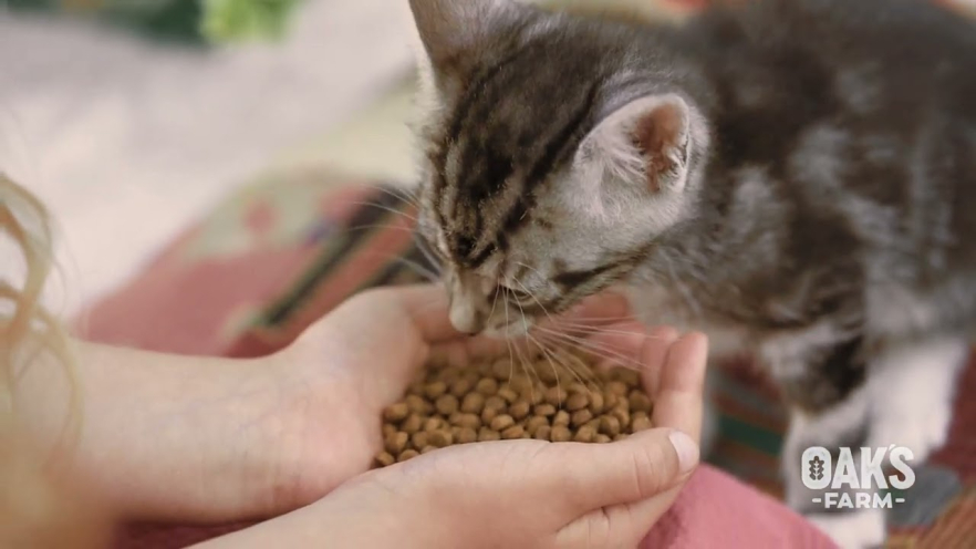 Video OAK&#039;S FARM dry grain free food for junior dogs of all breeds with salmon and krill 2 kg - 1